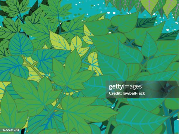 writ o' both sides the leaf - amazon rainforest stock illustrations