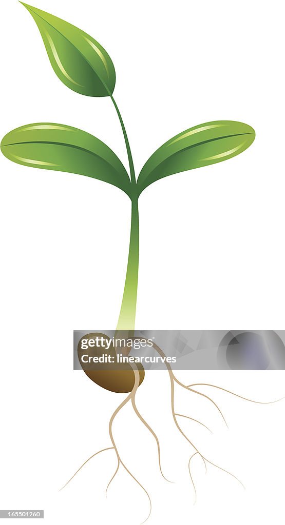 Green Seedling With A Little Leaf Seed And Sprouting Roots High-Res ...