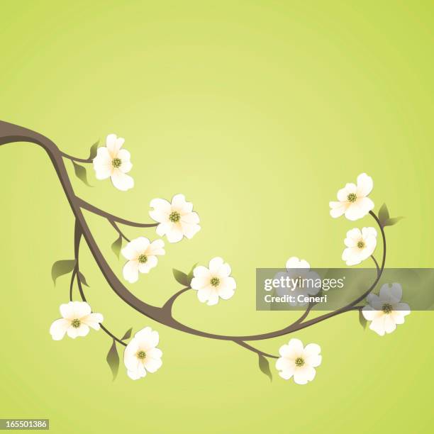 ilustrações, clipart, desenhos animados e ícones de cornus branch - dogwood blossom