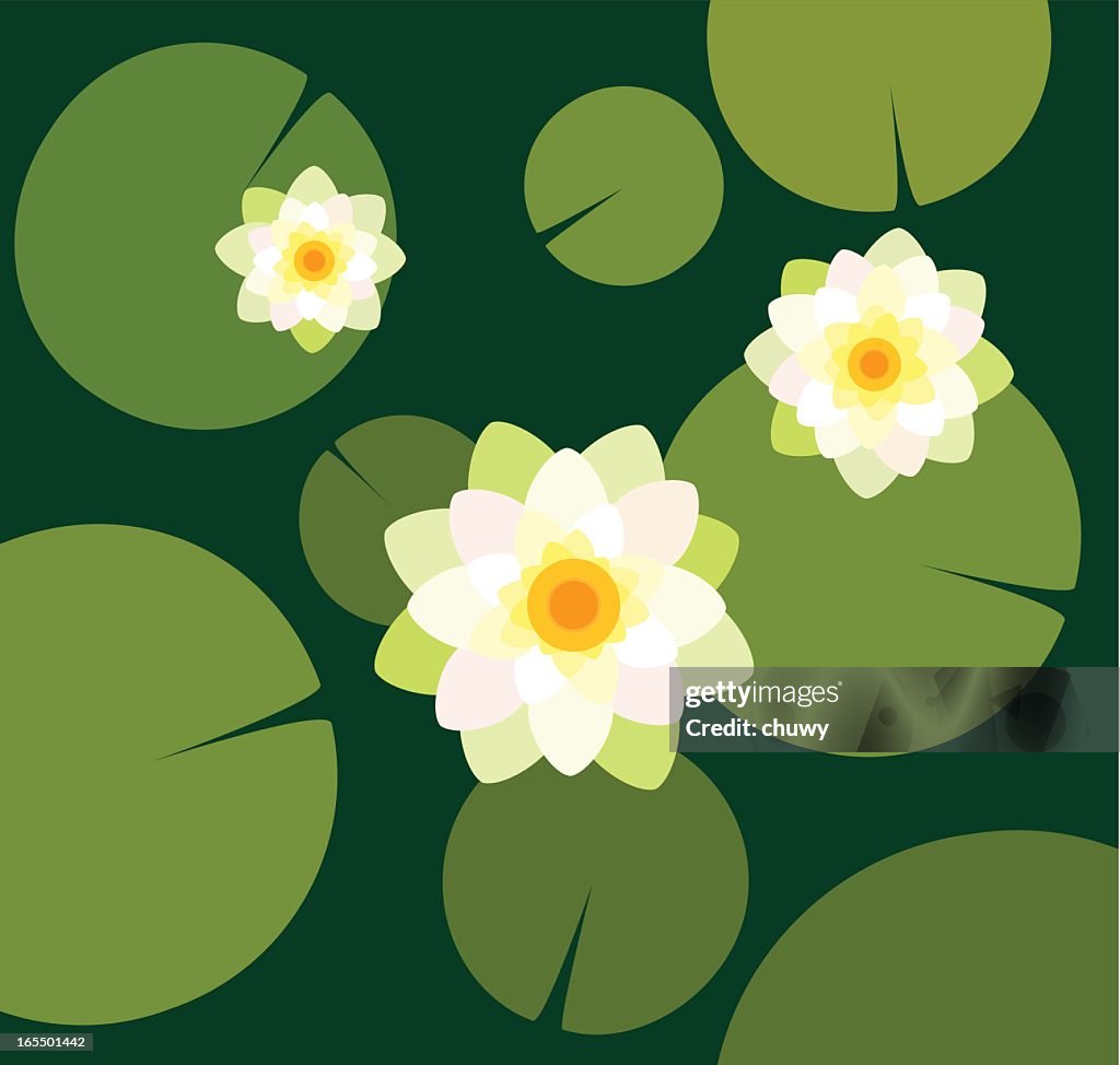 Flat drawing of water lilies viewed from above