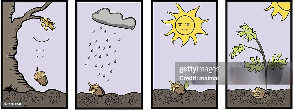 From One Tiny Acorn A Mighty Oak Grows High-Res Vector Graphic - Getty Images