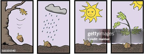 from one tiny acorn a mighty oak grows - life cycle stock illustrations