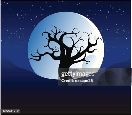 Oak tree at night Oak tree at night