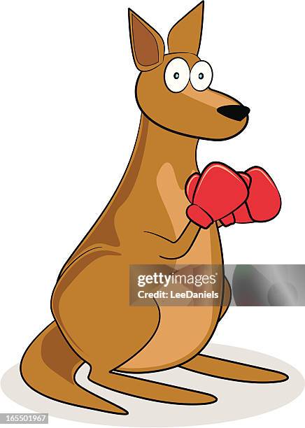 boxing kangaroo - boxing kangaroo stock illustrations