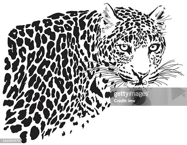 illustrations, cliparts, dessins animés et icônes de léopard, panthera pardus (illustration) - panthere blanche