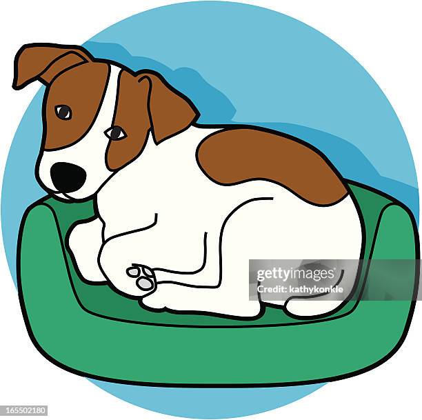 jack russel terrier liegen - lying down stock-grafiken, -clipart, -cartoons und -symbole