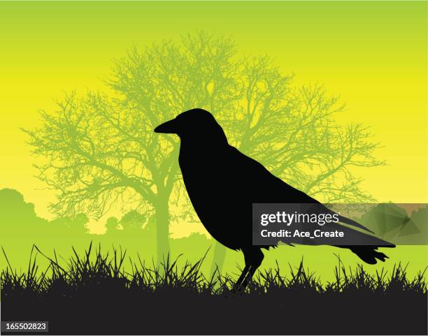 crow standing on grass silhouette - park low angle stock illustrations