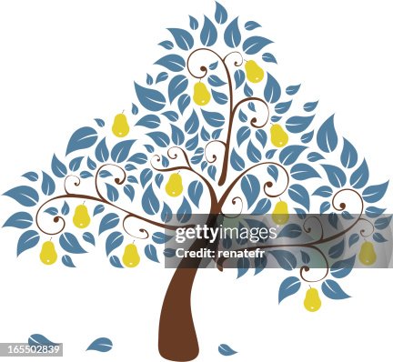 Pear tree Pear tree