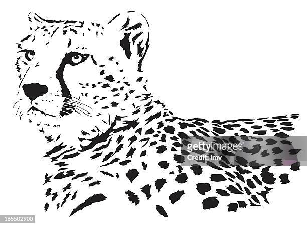 bildbanksillustrationer, clip art samt tecknat material och ikoner med cheetah vector - gepard