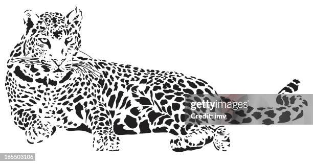 illustrations, cliparts, dessins animés et icônes de léopard illustration - panthère