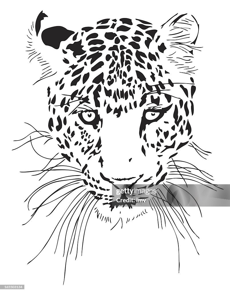 Leopard illustration (Panthera pardus)