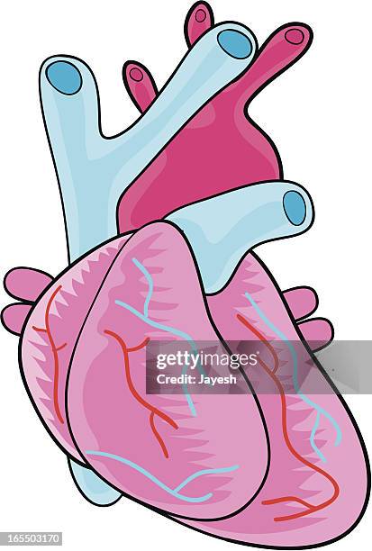 Clean Heart Vector 92 Clean Arteries Stock Photos, High-Res Pictures, and Images - Getty ...