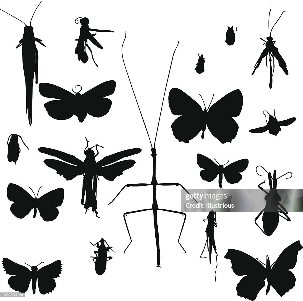 Insects Silhouette Set
