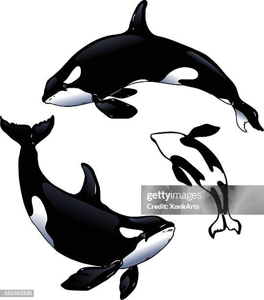 ilustrações, clipart, desenhos animados e ícones de orcas - killer whale
