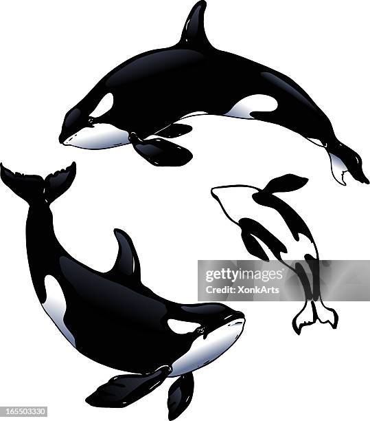 orcas - killer whale 幅插畫檔、美工圖案、卡通及圖標