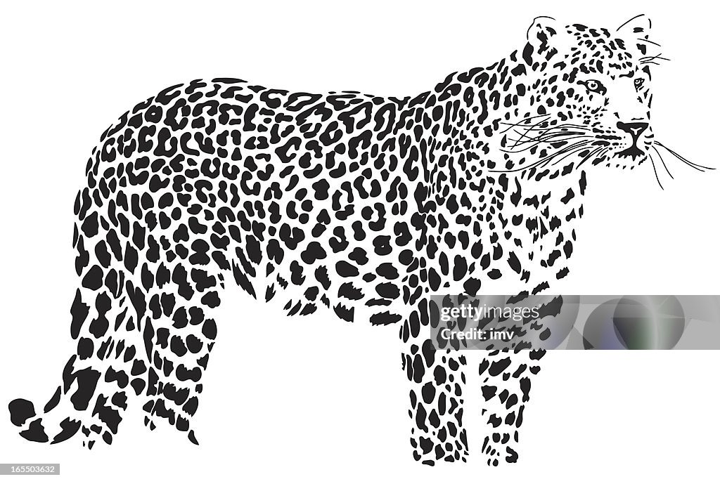 Leopard illustration (Panthera pardus)