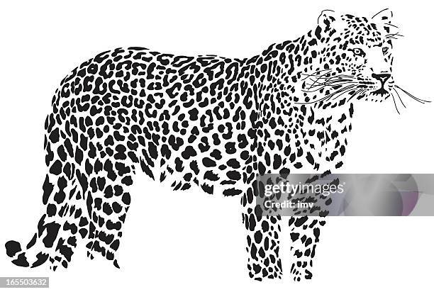 leopard illustration (panthera pardus) - leopard spots concept stock illustrations