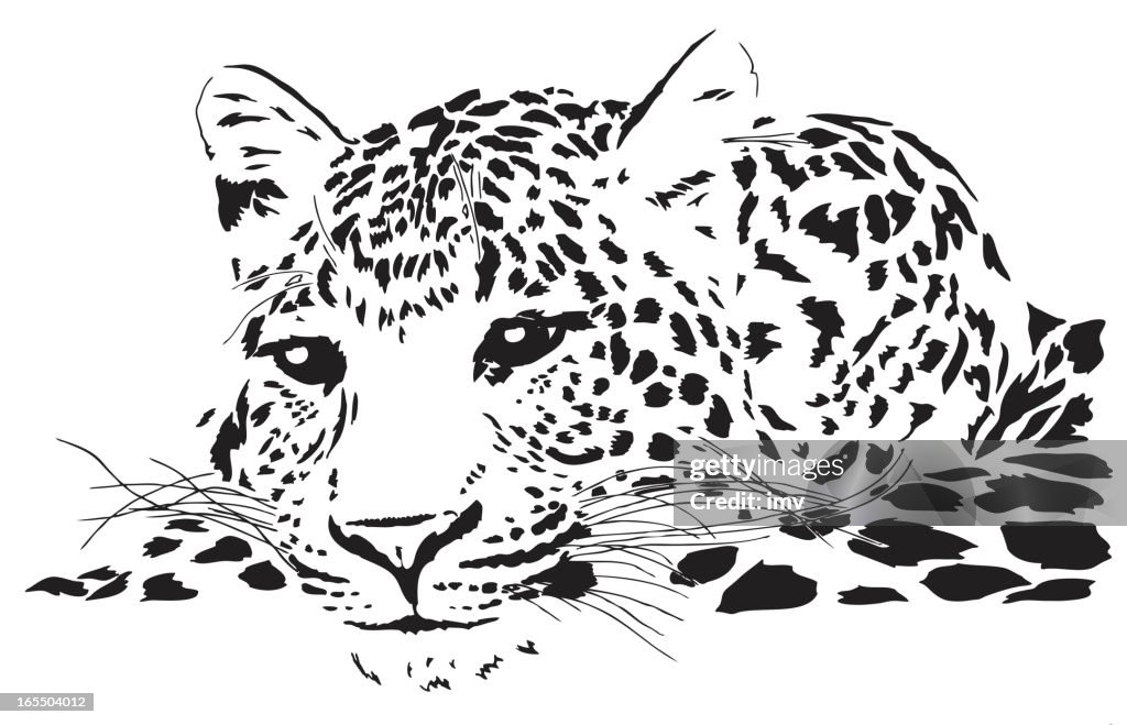Leopard illustration (Panthera pardus)