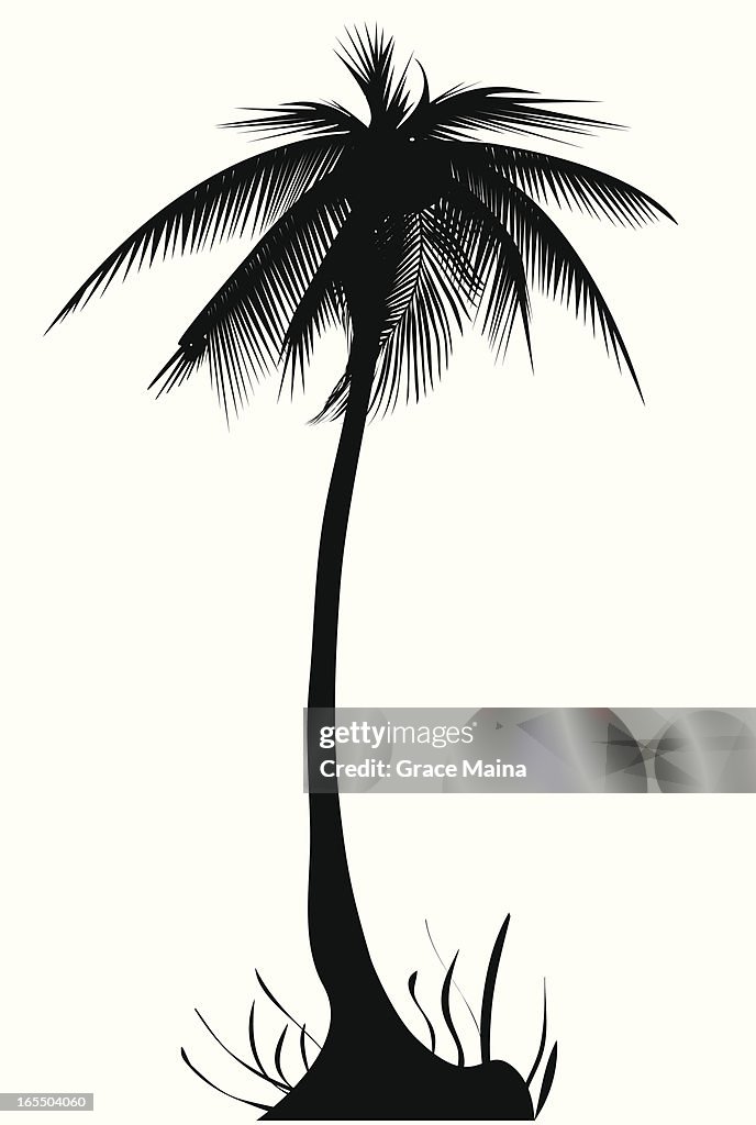 Palm tree - VECTOR