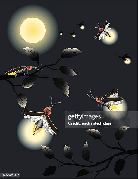 stockillustraties, clipart, cartoons en iconen met lightning bugs / fireflies in moonlight - fireflies