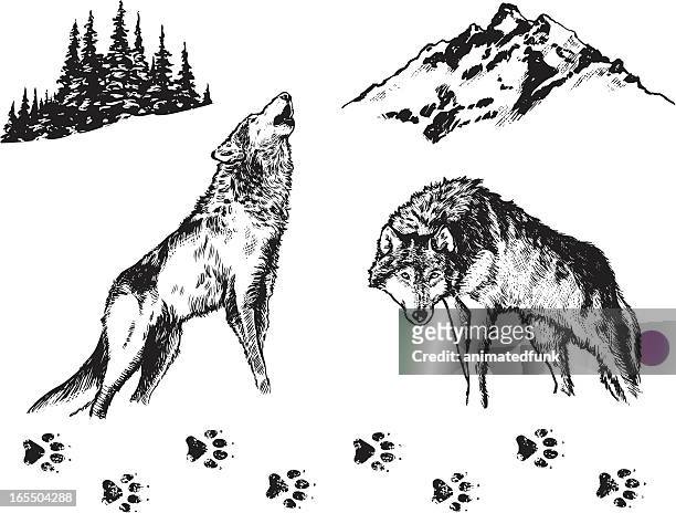 wolf - graphic elements - animals in the wild stock illustrations