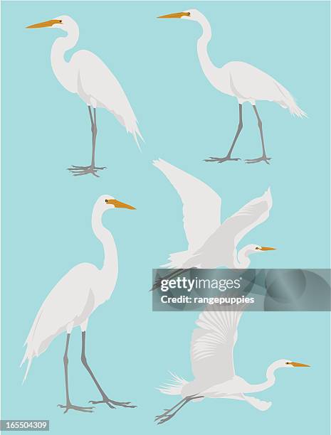 vector illustrations of a heron in various poses - heron stock illustrations