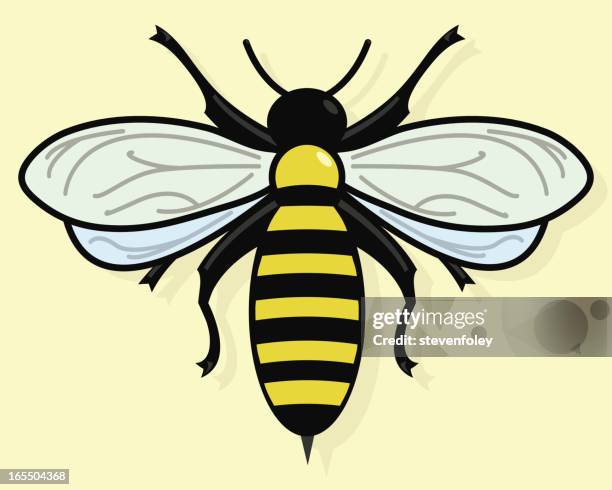 bee - queen bee vector stock illustrations