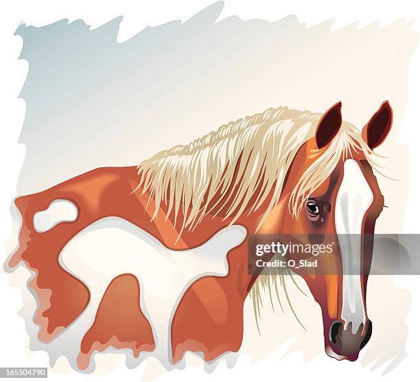 mustang - pinto beans stock illustrations