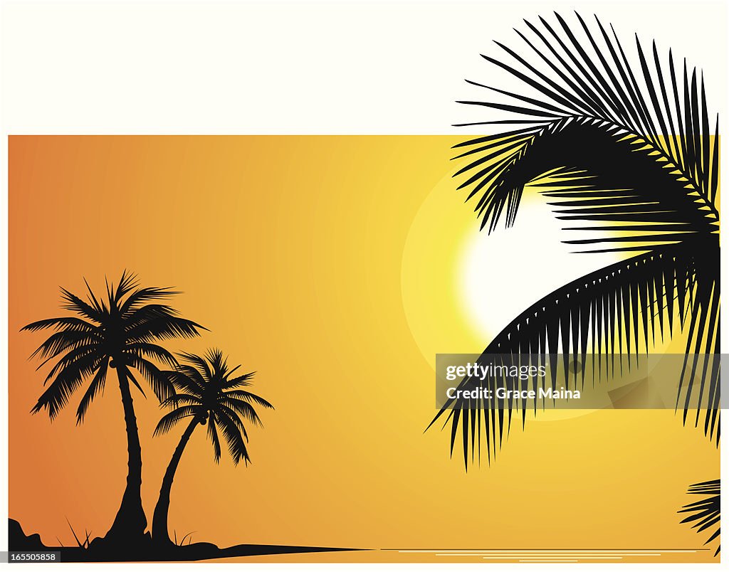 Palm trees on perfect sundown - VECTOR