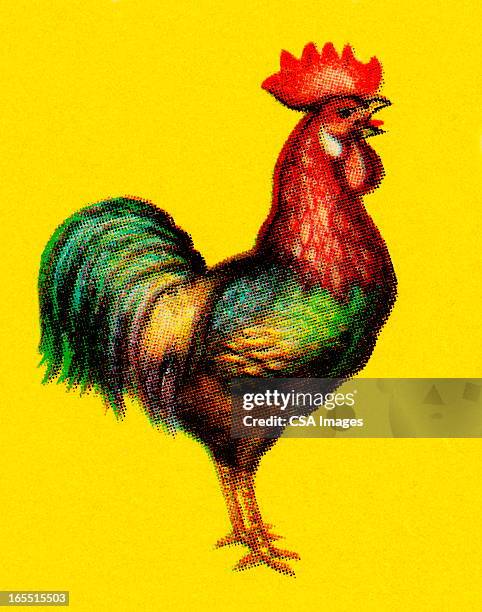 rooster - rooster stock illustrations