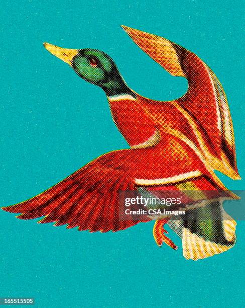 mallard in flight - duck flying stock illustrations