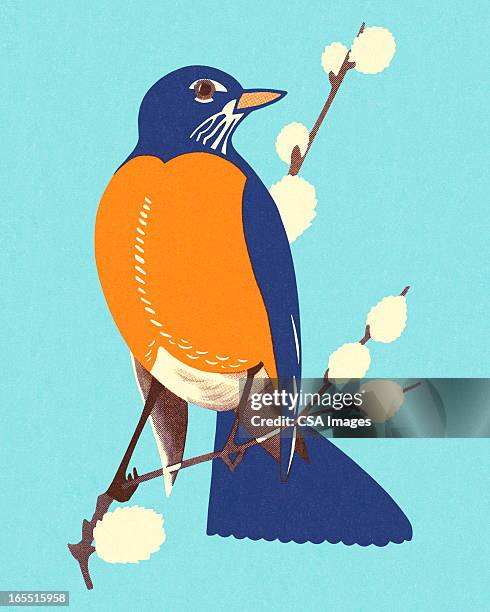 robin perched on a branch - robin stock illustrations