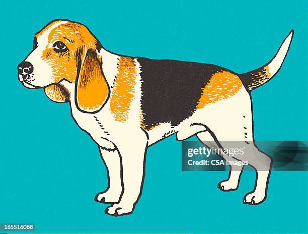 beagle - best in show stock illustrations