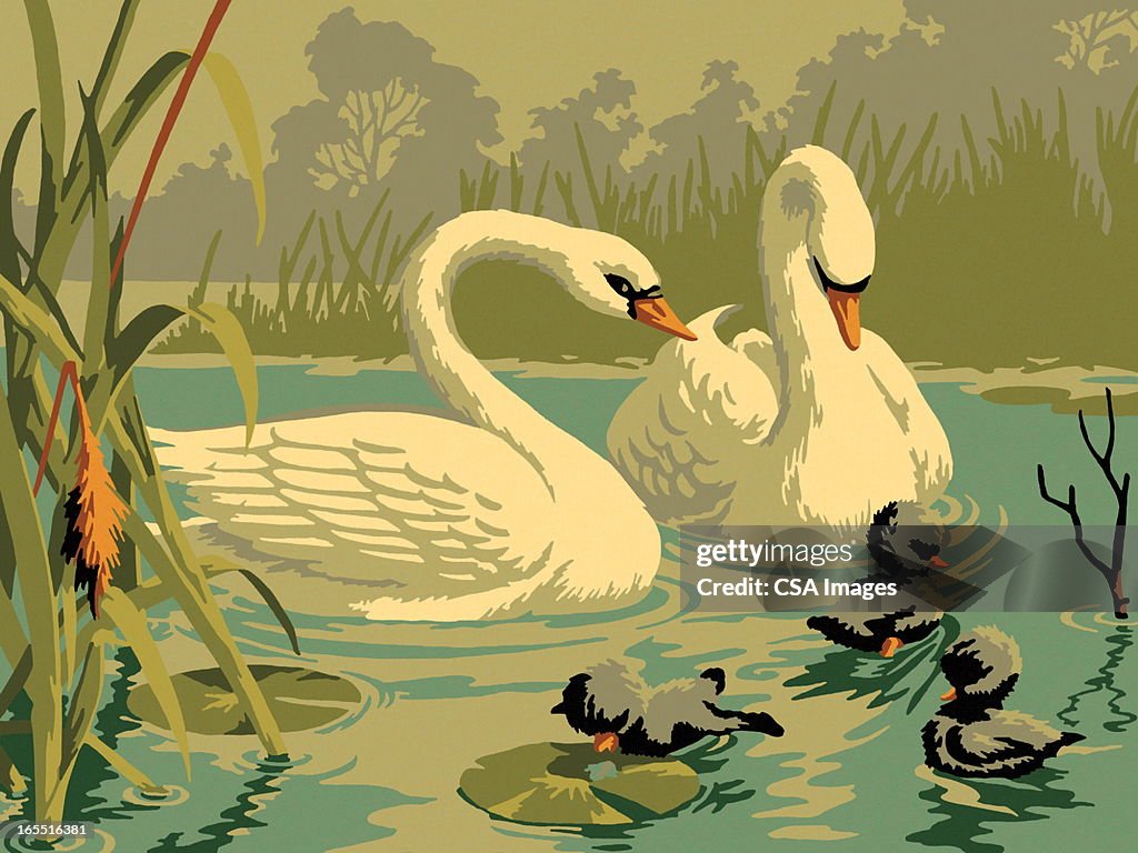 Two Swan