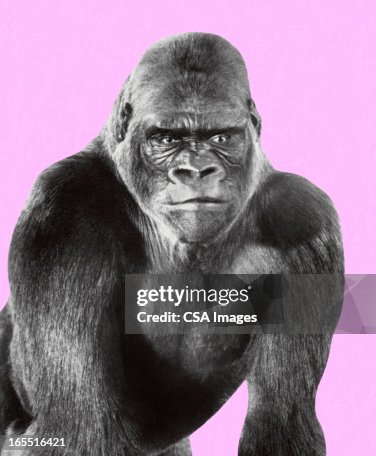 Gorilla Gorilla