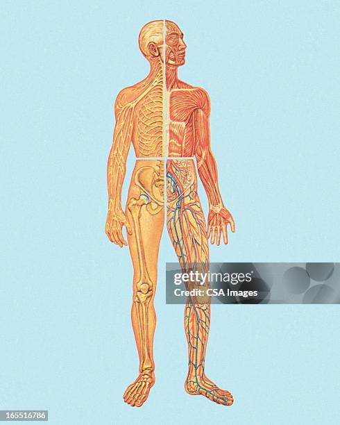 ilustraciones, imágenes clip art, dibujos animados e iconos de stock de anatomía humana - blood flow