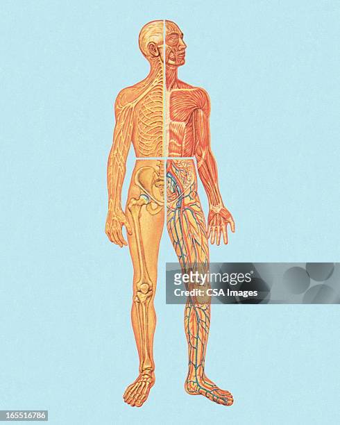 human anatomy - diagram of the human body stock illustrations