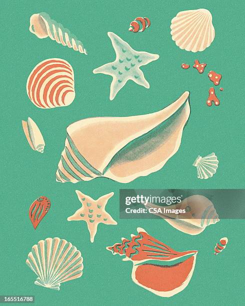 ilustraciones, imágenes clip art, dibujos animados e iconos de stock de seashells sobre fondo verde - caracola concha de mar