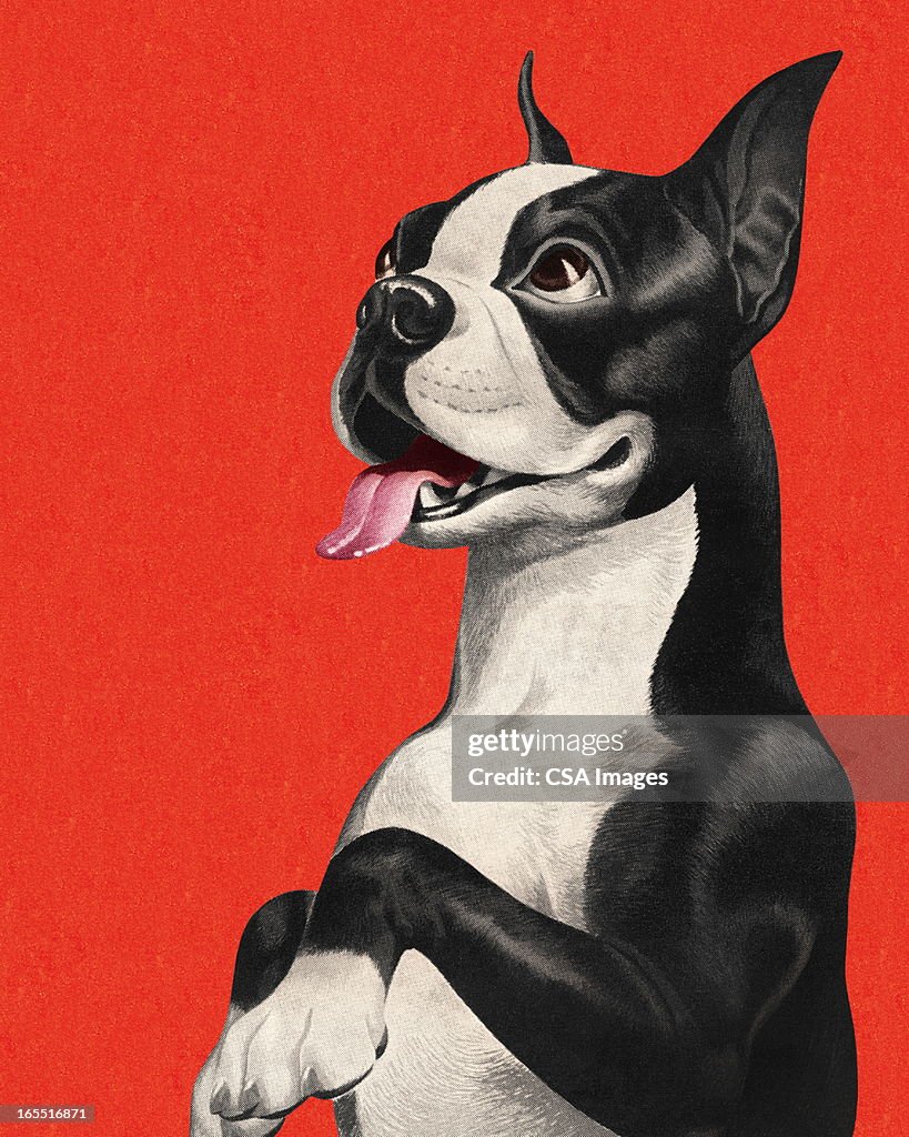 Boston Terrier Betteln