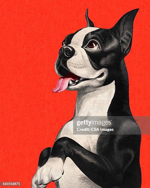 illustrations, cliparts, dessins animés et icônes de terrier de boston réclamer - boston terrier