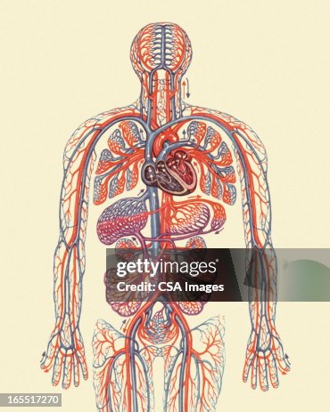 Human Circulatory System Human Circulatory System