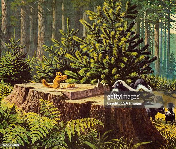 streifenhörnchen und skunks im wald - streifenhörnchen stock-grafiken, -clipart, -cartoons und -symbole