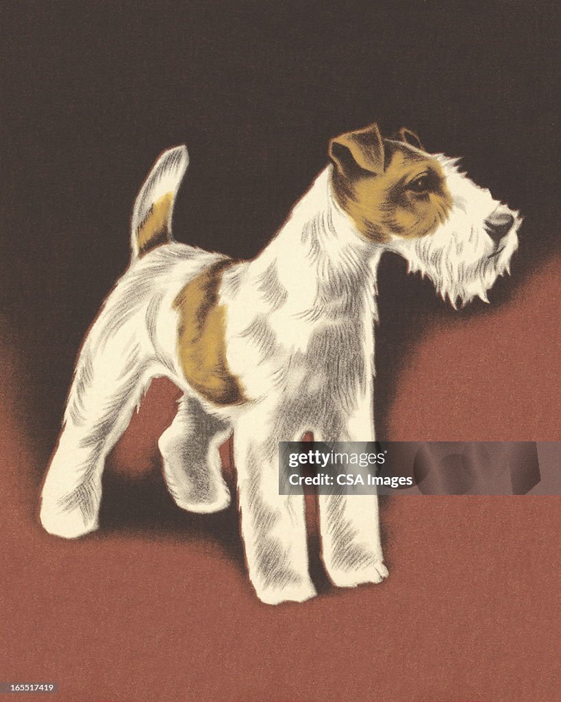 Wire Fox Terrier