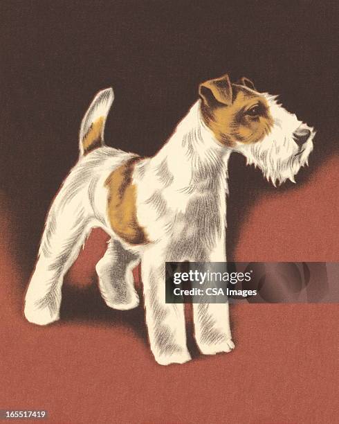 wire fox terrier - best in show stock illustrations