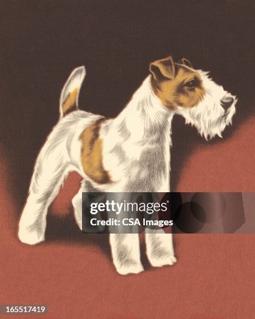 Wire Fox Terrier Wire Fox Terrier
