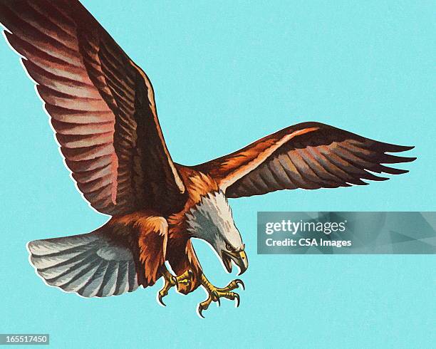 bald eagle - bald eagle stock illustrations