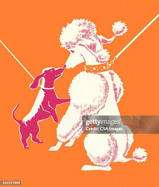 dachshund and poodle - poodle dog stock illustrations