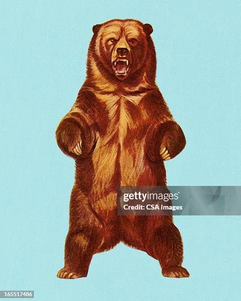 stockillustraties, clipart, cartoons en iconen met grizzly bear - agression