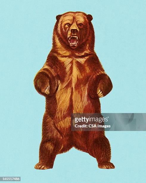 ilustrações de stock, clip art, desenhos animados e ícones de grizzly bear - angry bear