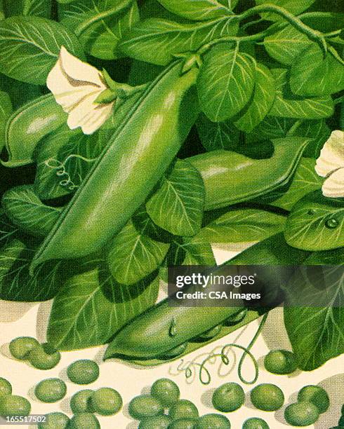 peapods - green pea illustration stock illustrations